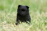 SCHIPPERKE 588